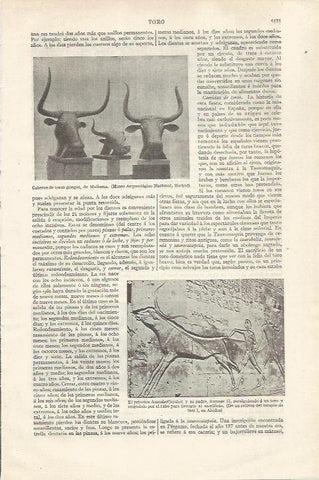 LAMINA ESPASA 35164: Cabezas de toros de la antigua Grecia