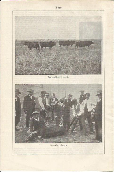 LAMINA ESPASA 35166: Toros y herrado de un becerro
