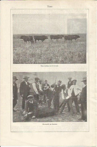 LAMINA ESPASA 35166: Toros y herrado de un becerro