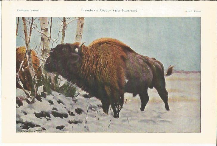 LAMINA ESPASA 34569: Bisonte de Europa