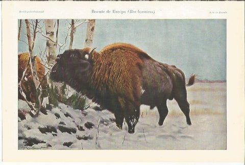 LAMINA ESPASA 34569: Bisonte de Europa