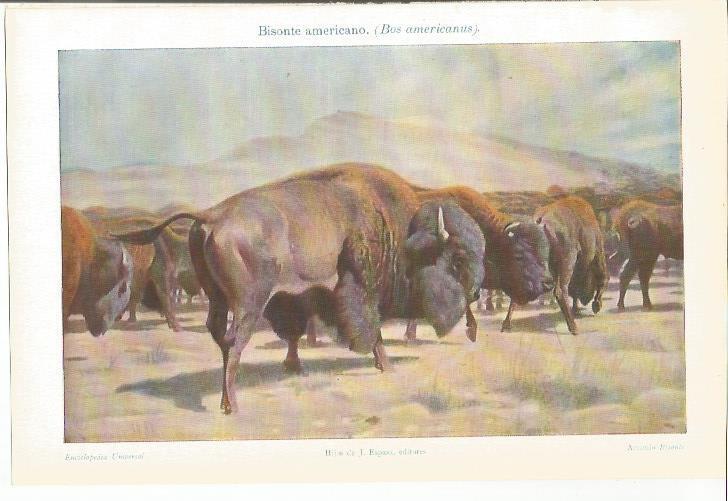 LAMINA ESPASA 34570: Bisonte americano