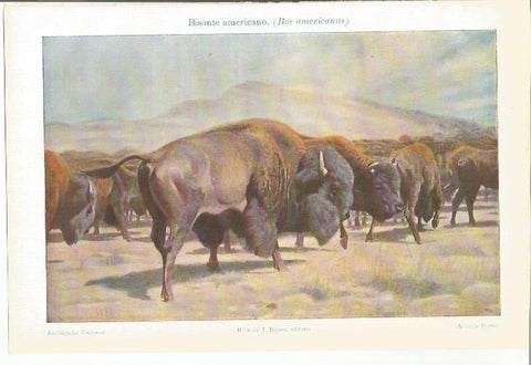 LAMINA ESPASA 34570: Bisonte americano