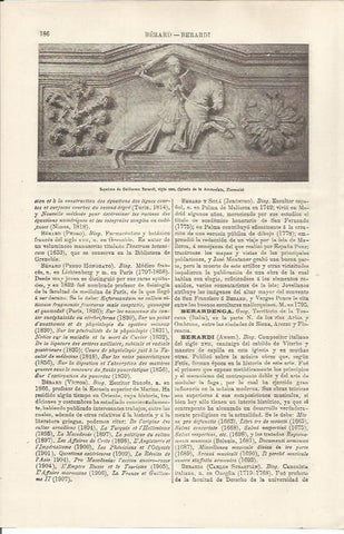 LAMINA ESPASA 34441: Sepulcro de Guillermo Berardi en Florencia