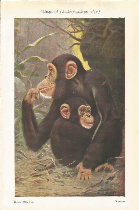 LAMINA ESPASA 34751: Chimpance