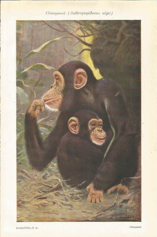 LAMINA ESPASA 34751: Chimpance