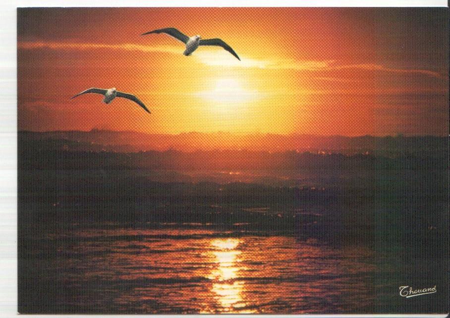 Postal JC0263: Cote Atlantique. Coudher de soleil (amancer en Costa Atlantica)