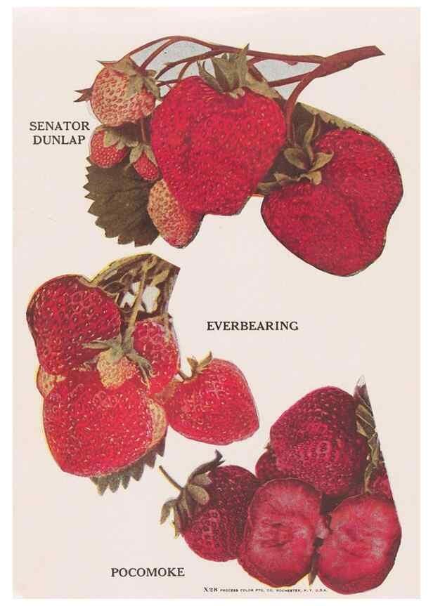 Reproducción/Reproduction 49830704183: Descriptive plate-book. Newark, N.Y. :Knight & Bostwick,[19--]. 