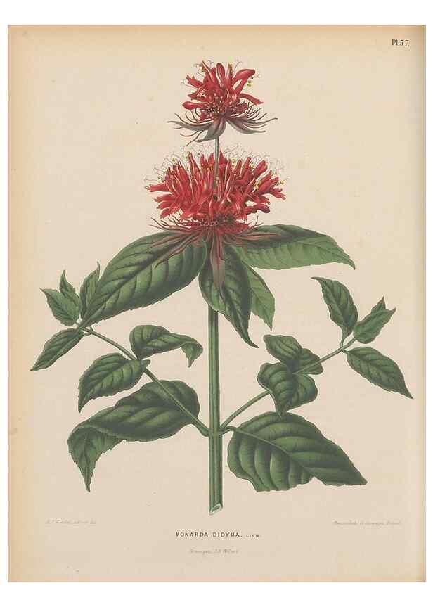 Reproducción/Reproduction 49798114831: Flora :. Groningen :J.B. Wolters,[1868]. 