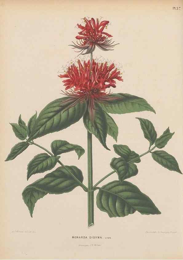 Reproducción/Reproduction 49798114831: Flora :. Groningen :J.B. Wolters,[1868]. 