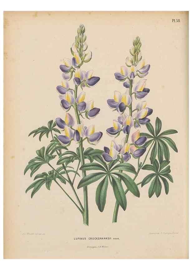 Reproducción/Reproduction 49798115086: Flora :. Groningen :J.B. Wolters,[1868]. 