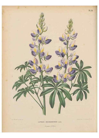Reproducción/Reproduction 49798115086: Flora :. Groningen :J.B. Wolters,[1868]. 