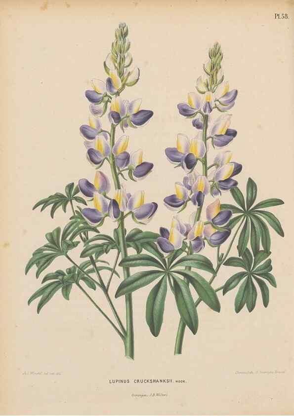 Reproducción/Reproduction 49798115086: Flora :. Groningen :J.B. Wolters,[1868]. 
