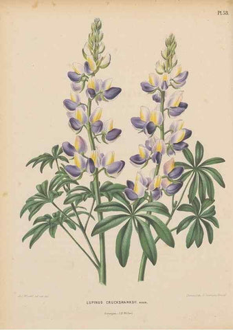 Reproducción/Reproduction 49798115086: Flora :. Groningen :J.B. Wolters,[1868]. 