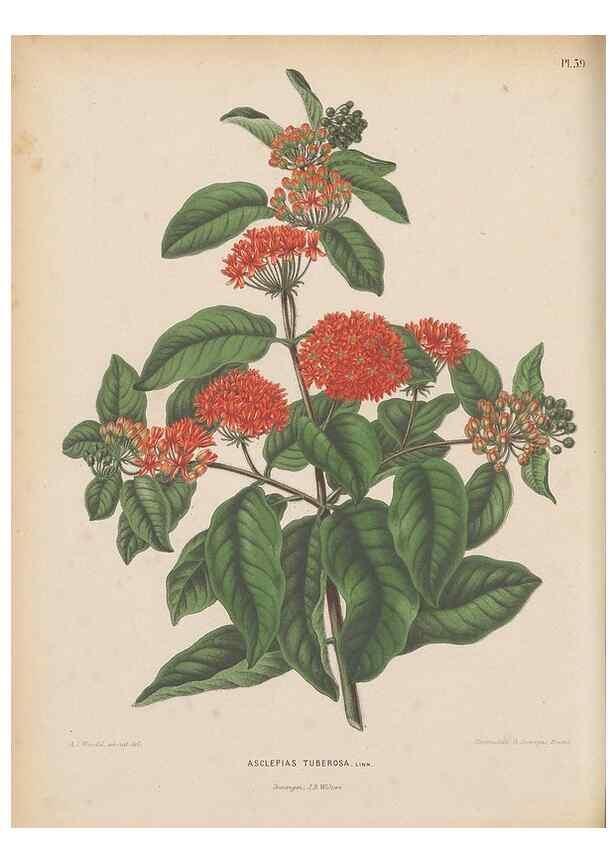 Reproducción/Reproduction 49798115371: Flora :. Groningen :J.B. Wolters,[1868]. 