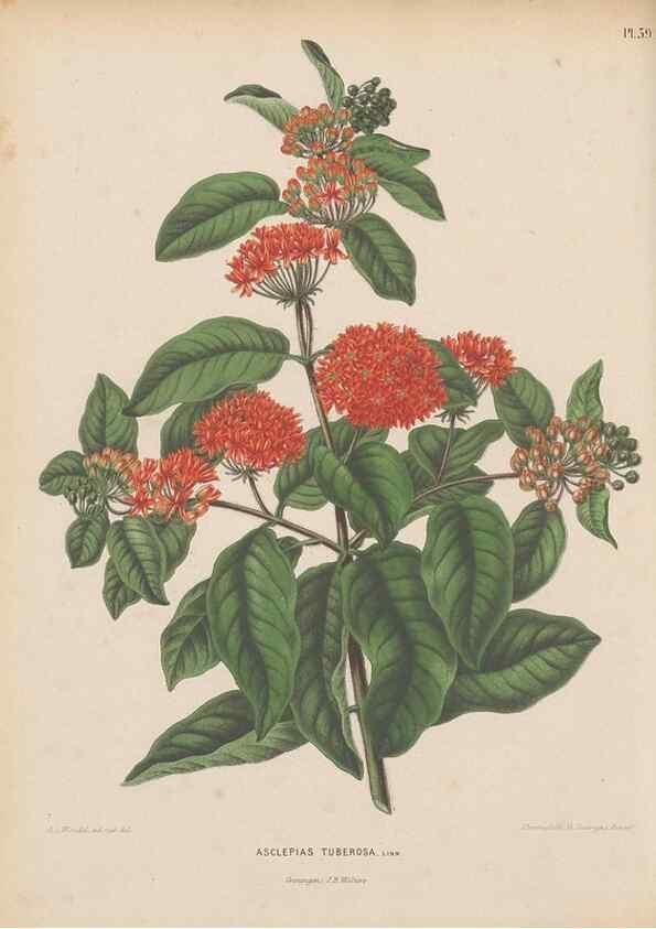 Reproducción/Reproduction 49798115371: Flora :. Groningen :J.B. Wolters,[1868]. 
