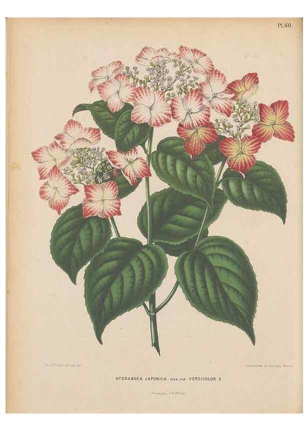 Reproducción/Reproduction 49797565498: Flora :. Groningen :J.B. Wolters,[1868]. 