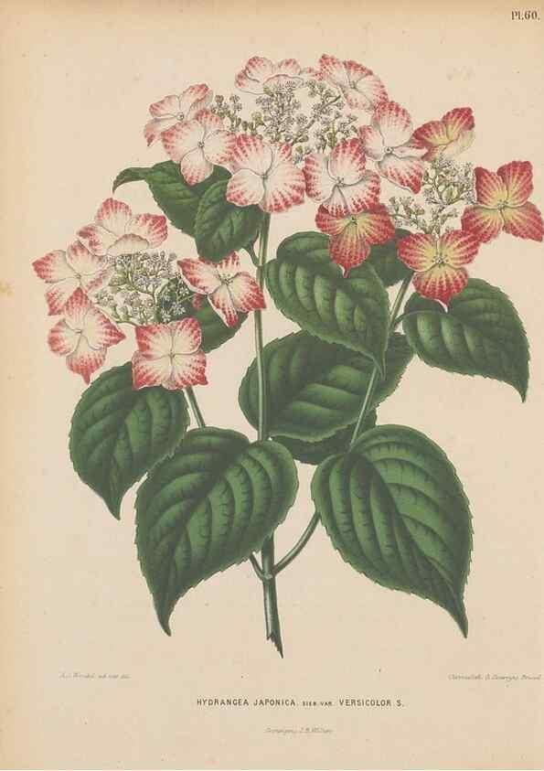 Reproducción/Reproduction 49797565498: Flora :. Groningen :J.B. Wolters,[1868]. 