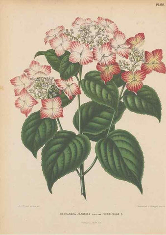 Reproducción/Reproduction 49797565498: Flora :. Groningen :J.B. Wolters,[1868]. 