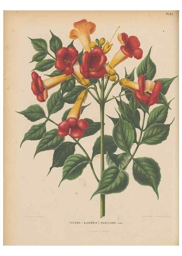 Reproducción/Reproduction 49797565893: Flora :. Groningen :J.B. Wolters,[1868]. 