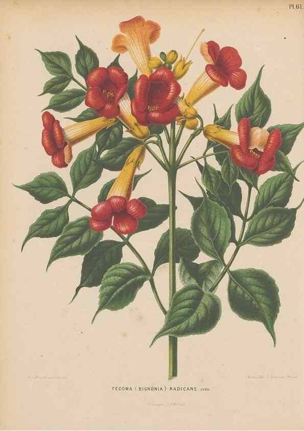 Reproducción/Reproduction 49797565893: Flora :. Groningen :J.B. Wolters,[1868]. 