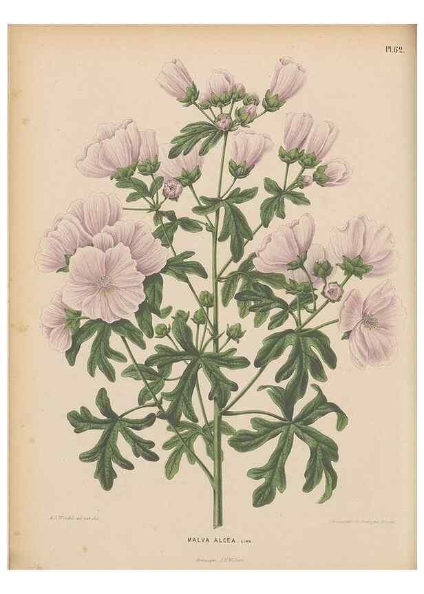 Reproducción/Reproduction 49798423687: Flora :. Groningen :J.B. Wolters,[1868]. 