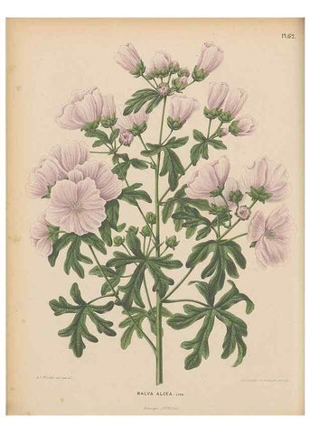 Reproducción/Reproduction 49798423687: Flora :. Groningen :J.B. Wolters,[1868]. 