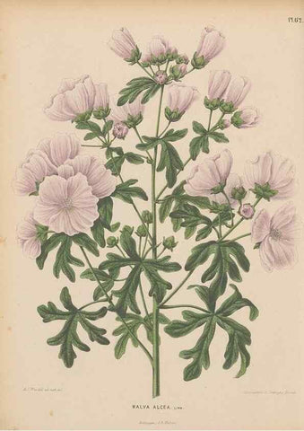 Reproducción/Reproduction 49798423687: Flora :. Groningen :J.B. Wolters,[1868]. 