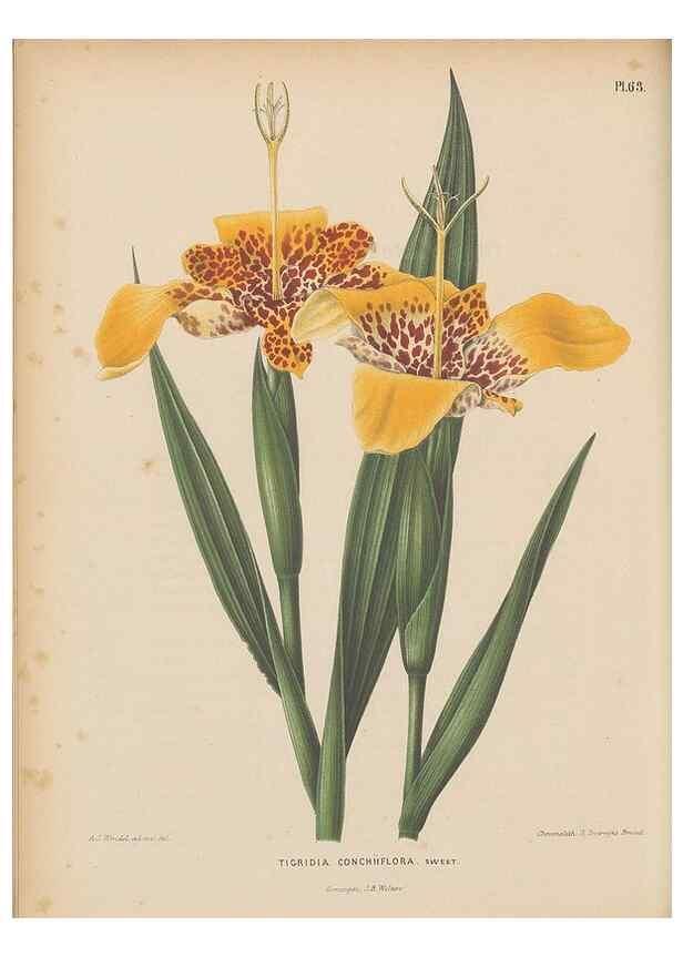 Reproducción/Reproduction 49798423877: Flora :. Groningen :J.B. Wolters,[1868]. 