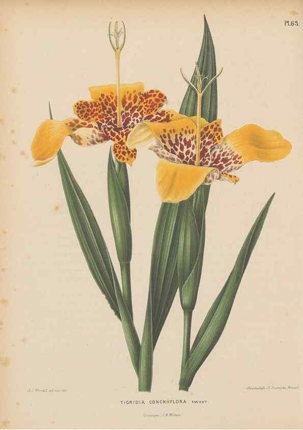 Reproducción/Reproduction 49798423877: Flora :. Groningen :J.B. Wolters,[1868]. 