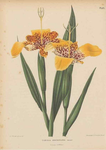 Reproducción/Reproduction 49798423877: Flora :. Groningen :J.B. Wolters,[1868]. 