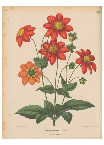 Reproducción/Reproduction 49798424152: Flora :. Groningen :J.B. Wolters,[1868]. 