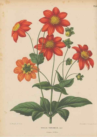 Reproducción/Reproduction 49798424152: Flora :. Groningen :J.B. Wolters,[1868]. 