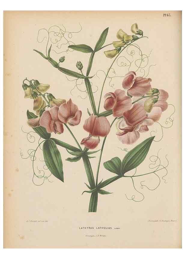 Reproducción/Reproduction 49797566868: Flora :. Groningen :J.B. Wolters,[1868]. 