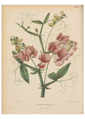 Reproducción/Reproduction 49797566868: Flora :. Groningen :J.B. Wolters,[1868]. 