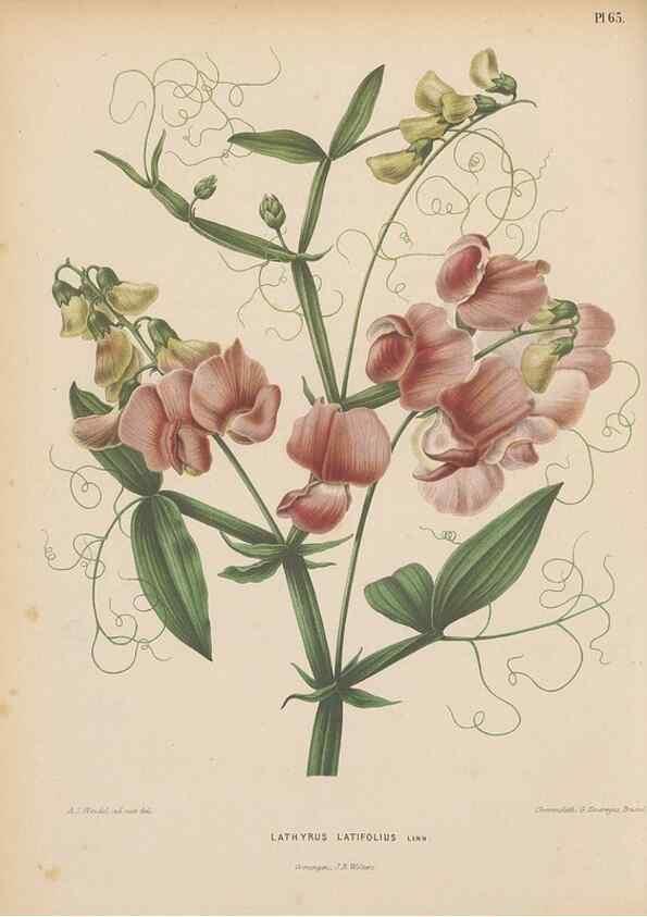 Reproducción/Reproduction 49797566868: Flora :. Groningen :J.B. Wolters,[1868]. 