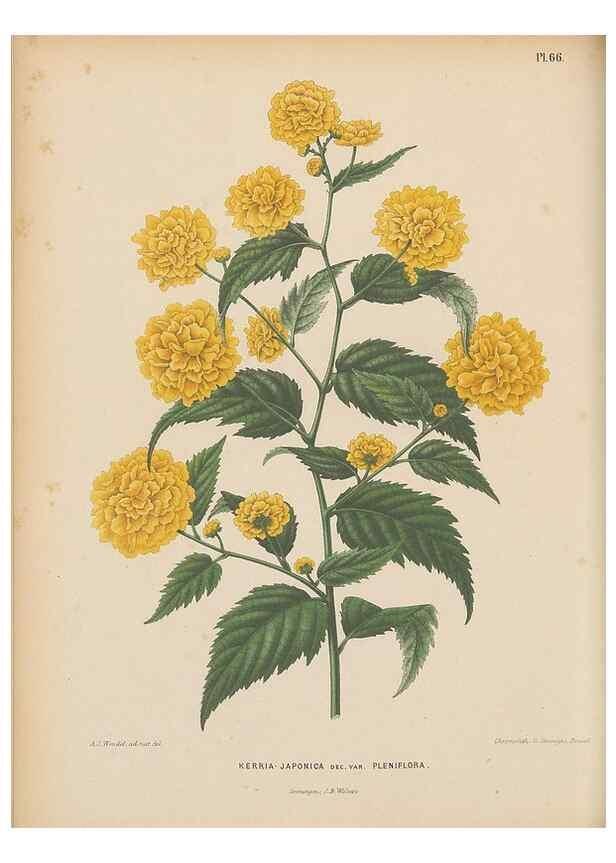 Reproducción/Reproduction 49798117246: Flora :. Groningen :J.B. Wolters,[1868]. 