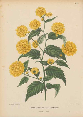 Reproducción/Reproduction 49798117246: Flora :. Groningen :J.B. Wolters,[1868]. 