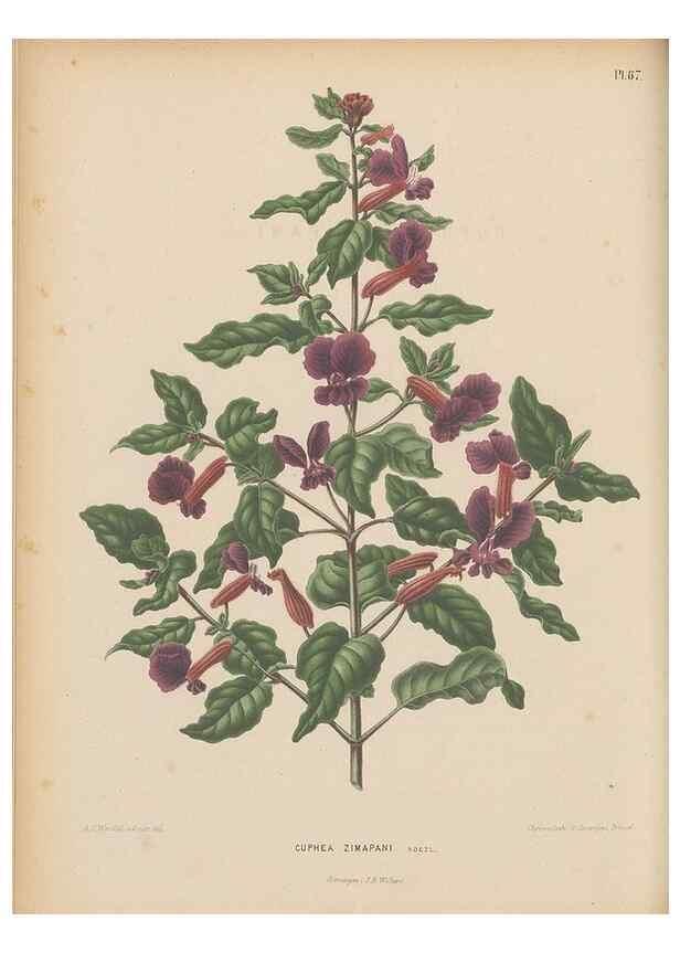 Reproducción/Reproduction 49798117476: Flora :. Groningen :J.B. Wolters,[1868]. 