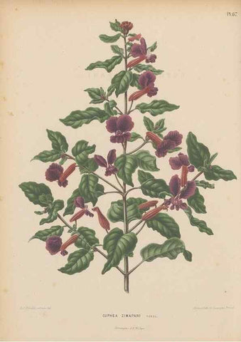 Reproducción/Reproduction 49798117476: Flora :. Groningen :J.B. Wolters,[1868]. 