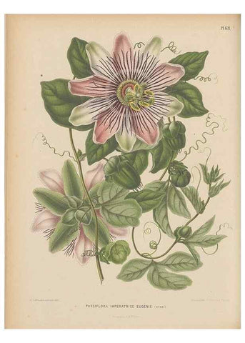 Reproducción/Reproduction 49798425372: Flora :. Groningen :J.B. Wolters,[1868]. 