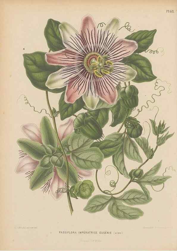 Reproducción/Reproduction 49798425372: Flora :. Groningen :J.B. Wolters,[1868]. 
