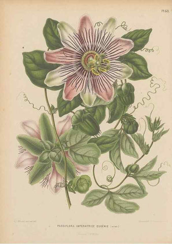 Reproducción/Reproduction 49798425372: Flora :. Groningen :J.B. Wolters,[1868]. 