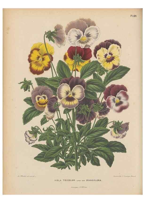 Reproducción/Reproduction 49798118016: Flora :. Groningen :J.B. Wolters,[1868]. 