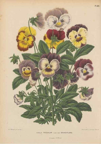 Reproducción/Reproduction 49798118016: Flora :. Groningen :J.B. Wolters,[1868]. 