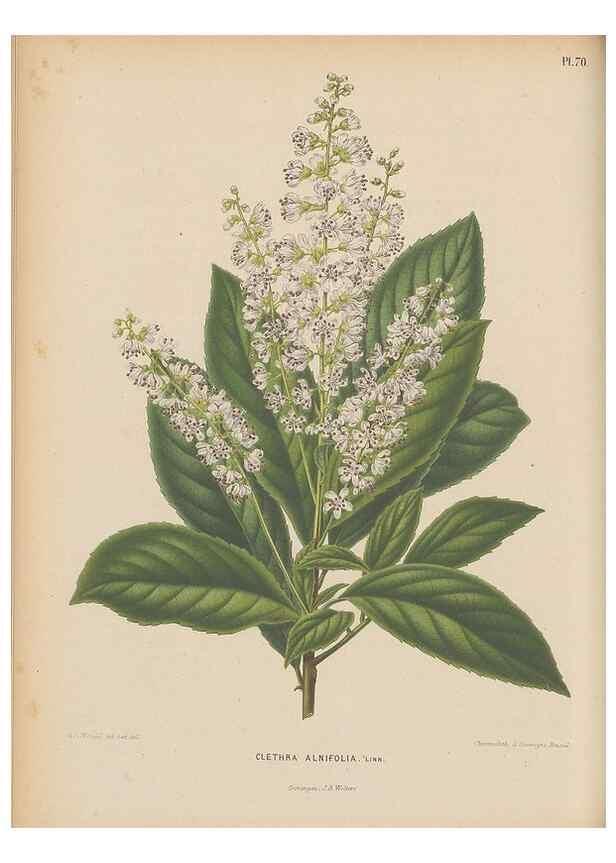 Reproducción/Reproduction 49798425982: Flora :. Groningen :J.B. Wolters,[1868]. 