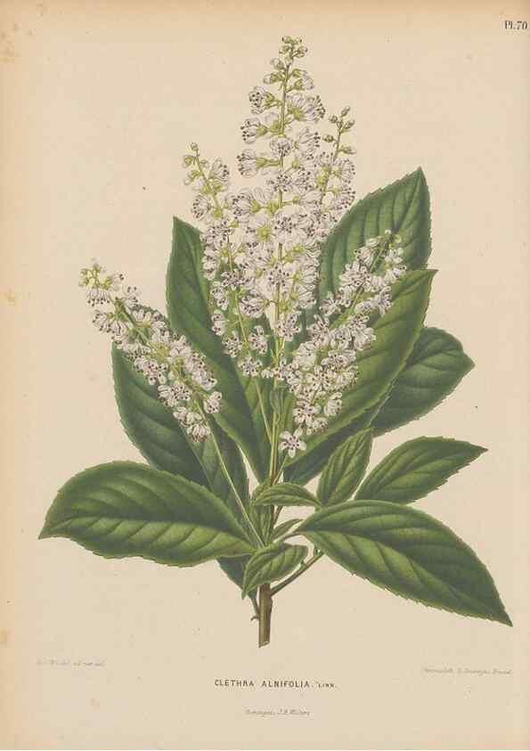 Reproducción/Reproduction 49798425982: Flora :. Groningen :J.B. Wolters,[1868]. 