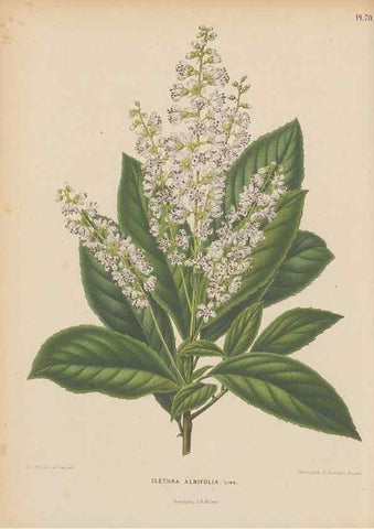 Reproducción/Reproduction 49798425982: Flora :. Groningen :J.B. Wolters,[1868]. 