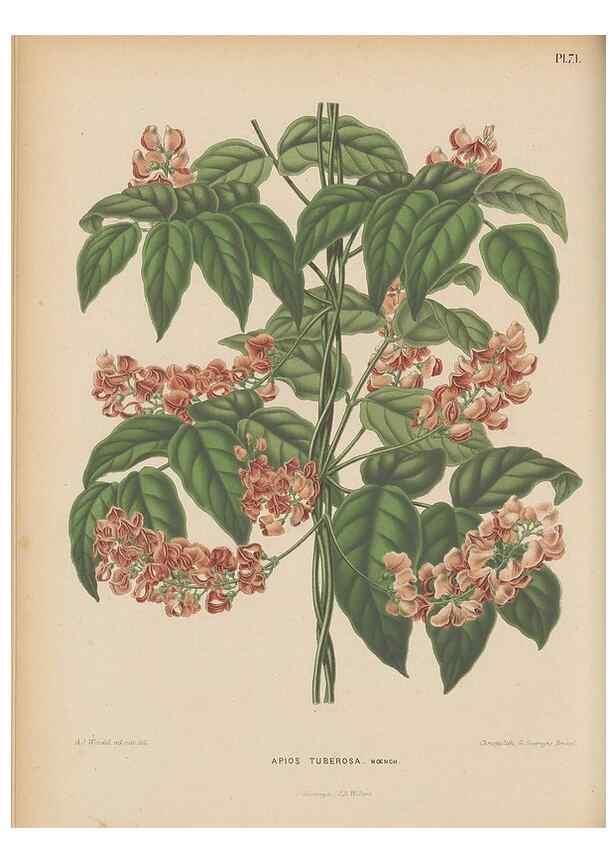 Reproducción/Reproduction 49798118686: Flora :. Groningen :J.B. Wolters,[1868]. 