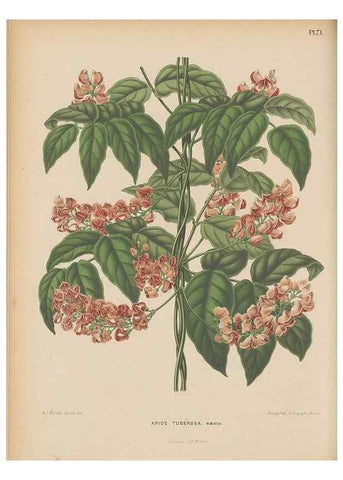 Reproducción/Reproduction 49798118686: Flora :. Groningen :J.B. Wolters,[1868]. 